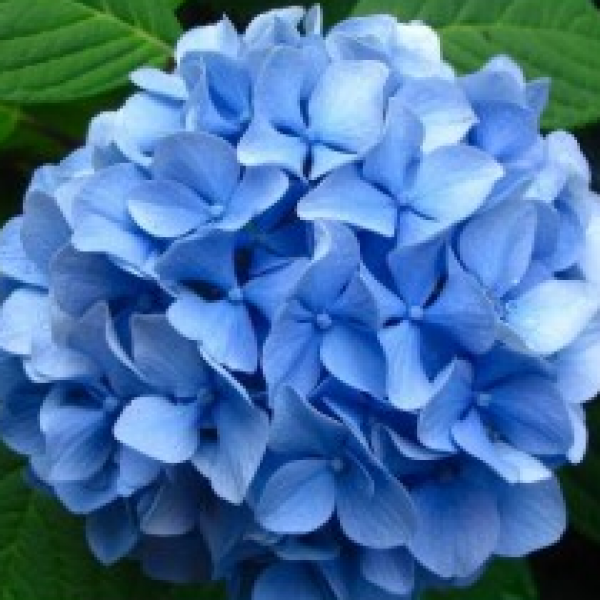 Hydrangea Blue Flower Plant